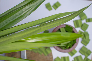 pandan leaves on white background