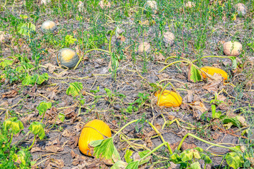 Garden with pumpkins . Vegetables for Halloween . Agricultural field with cultivated pumpkins
