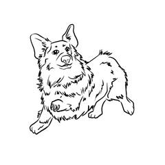 Funny fluffy corgi on white background 