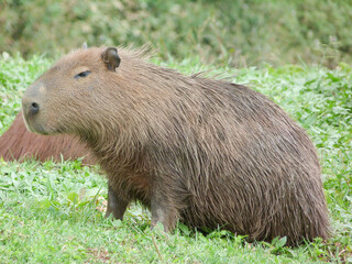 Hidrochoerus hidrochaeris, Capibara con mirada de alerta sobre la selva.
