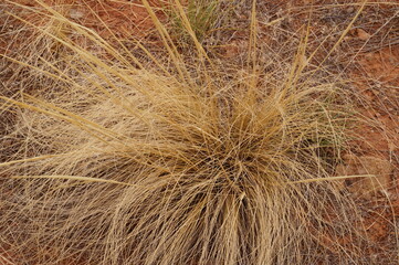 Dried bush of grass without rein in the steppe, close up