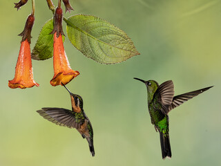 Hummingbirds in flight feeding