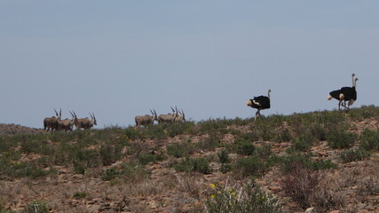 Ostriches and Oryx on a Karoo Hillside, South Africa