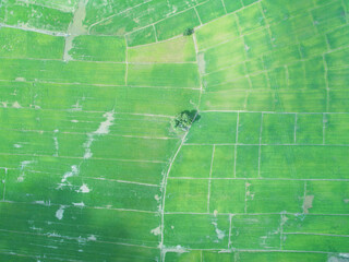 Aerial view of rice field in Asia. The leaves of the plant dominated the color at this moment.