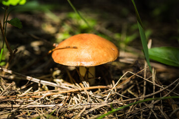 Small edible mushroom with shiny brown hat, sprouted on a white leg through a dense layer of fallen dry needles in the pine forest. 