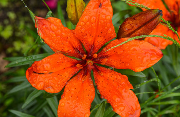 Close up of orange lily flower in spring time