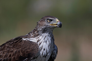 Bonellis eagle (Aquila fasciata)