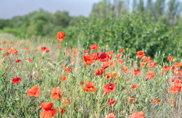 Beautiful flowering of red poppies on the slope.