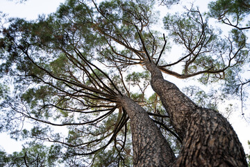 Fototapeta na wymiar beautiful photo of tall trees