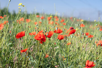 Beautiful flowering of red poppies on the slope.