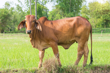 Cows standing in the rice field Thailand.