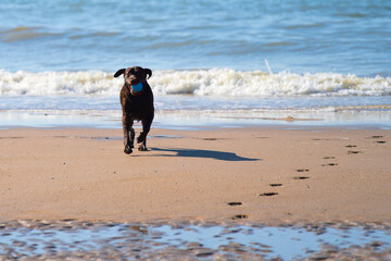 Brown labrador at sea playing with a blue ball on a sunny day