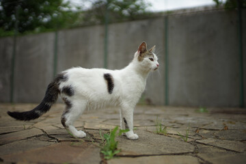 Naklejka na ściany i meble White kitty walk on the stone floor in spring garden