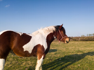 One pinto horse stands in meadow with fresh grass in spring during sunny evening.