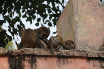 Wild monkey family