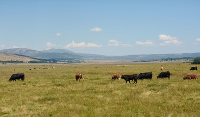 Fototapeta na wymiar Cows and bulls grazing in the Sierra de Gredos. Castilla y León. Ávila. Spain
