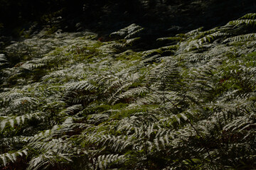 Ferns in the southern area of the Sierra de Gredos. Castilla y León. Ávila. Spain