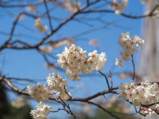 桜と青空
