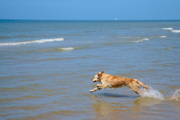 Beautiful happy golden retriever dog running in the sea to retrieve a tennisball