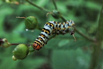 Caterpillar sitting on a tree branch beside green flower buds.