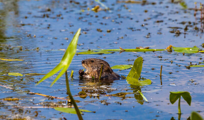 Muskrat in the water closeup