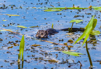 Muskrat in the water closeup