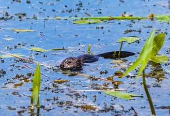 Muskrat in the water closeup