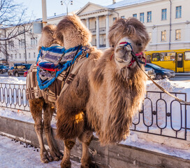 Camel in the city in winter