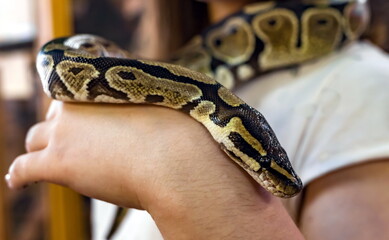Fototapeta premium Boa constrictor closeup on the hands of man