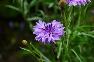 knapweed blue flower in the garden green