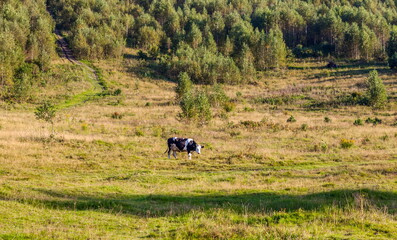 Black and white cow grazing in a meadow on a forest background