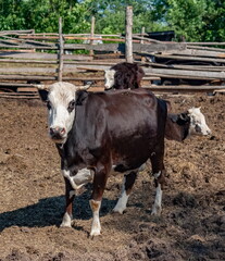 White-brown cow in a paddock against a wooden fence and trees in the village in the summer
