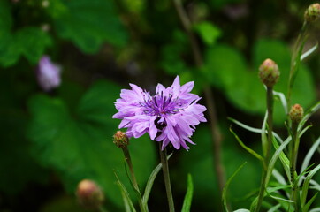 Fototapeta premium knapweed blue flower in the garden green