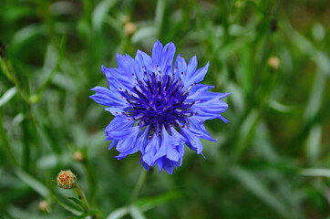 knapweed blue flower in the garden green