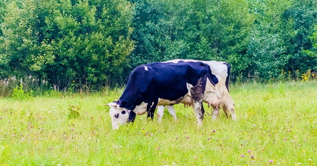 White and black cows in the field with grass on the background of bushes in summer