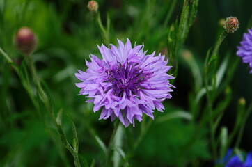 knapweed blue flower in the garden green