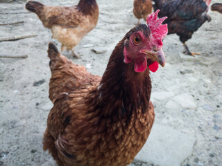 Close up view of healthy chicken from organic breeding on free range farm.