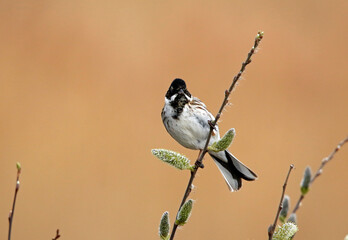 Reed bunting feeding on the seed heads in a reed bed