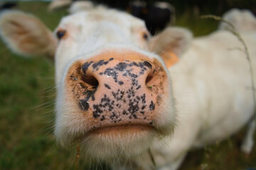 White cow with his nose in close up