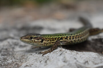 lizard on the stone