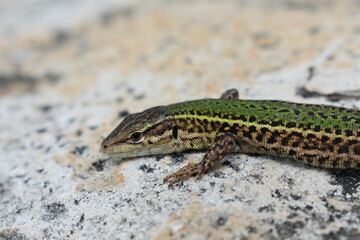 lizard on the stone