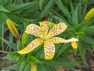 garden leopard lilies view from above summer day