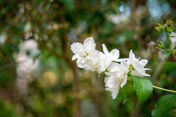 Weiße Blüten Jasmin