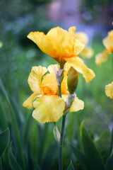 Iris blooms in the garden on a green background
