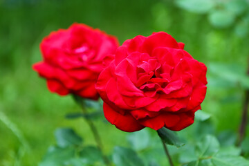 red rose in the garden
