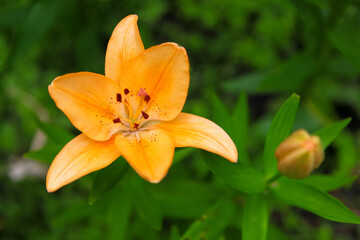 Fototapeta premium orange lily flower