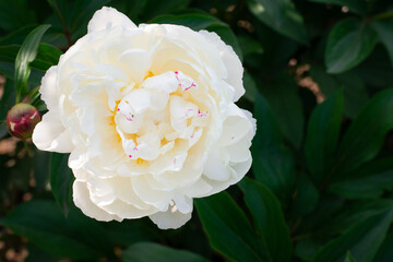 White peonies flower bloom on dark background  in garden.