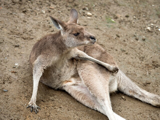 毛づくろいをするカンガルー
