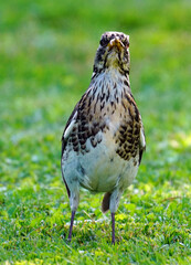  a fieldfare, turdus pilaris with speckled plumage collect worms for the young birds 