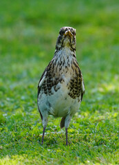  a fieldfare, turdus pilaris with speckled plumage collect worms for the young birds 